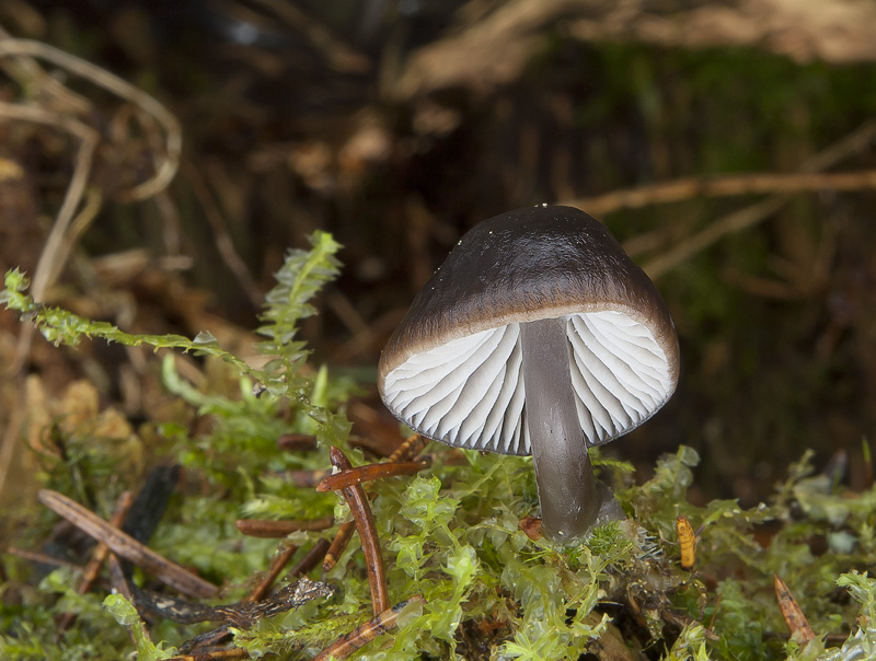 Mycena flos-nivium